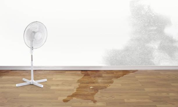 Best Local water damage restoration  in Wink, TX